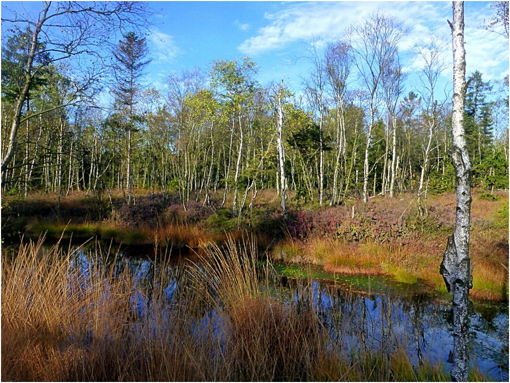 Hochmoor Mecklenbruch in Silberborn/Solling