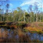 Hochmoor Mecklenbruch in Silberborn/Solling