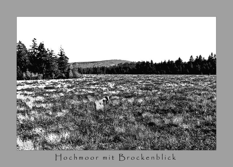 Hochmoor mit Brockenblick