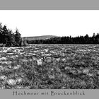 Hochmoor mit Brockenblick