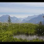 Hochmoor mit Gesäuseblick