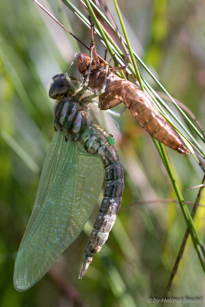 Hochmoor-Mosaikjungfer