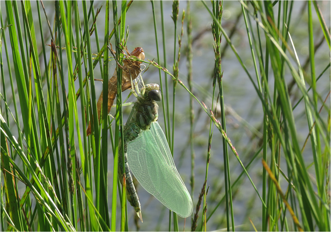  Hochmoor-Mosaikjungfer