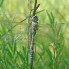 Hochmoor-Mosaikjungfer (Aeshna subarctica elisabethae)