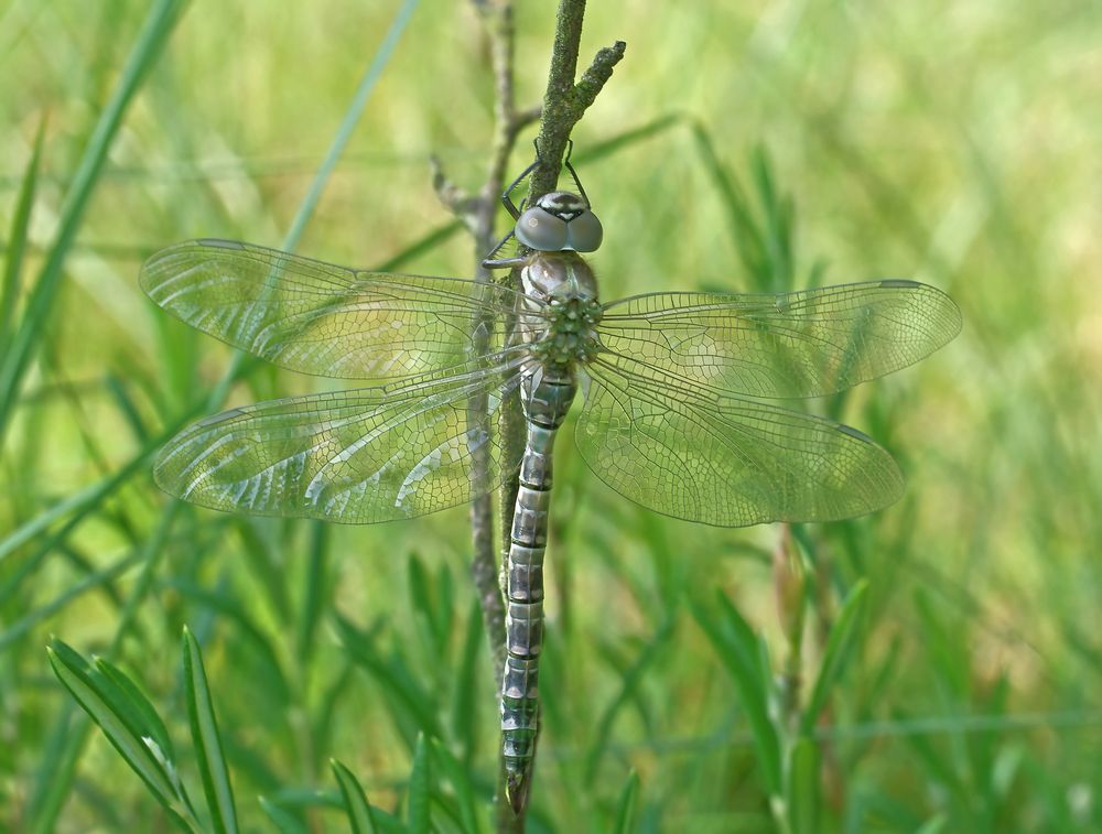 Hochmoor-Mosaikjungfer (Aeshna subarctica elisabethae)