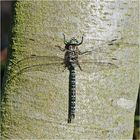 Hochmoor-Mosaikjungfer (Aeshna subarctica) statt Torf-Mosaikjungfer (Aeshna juncea) Erstfund 