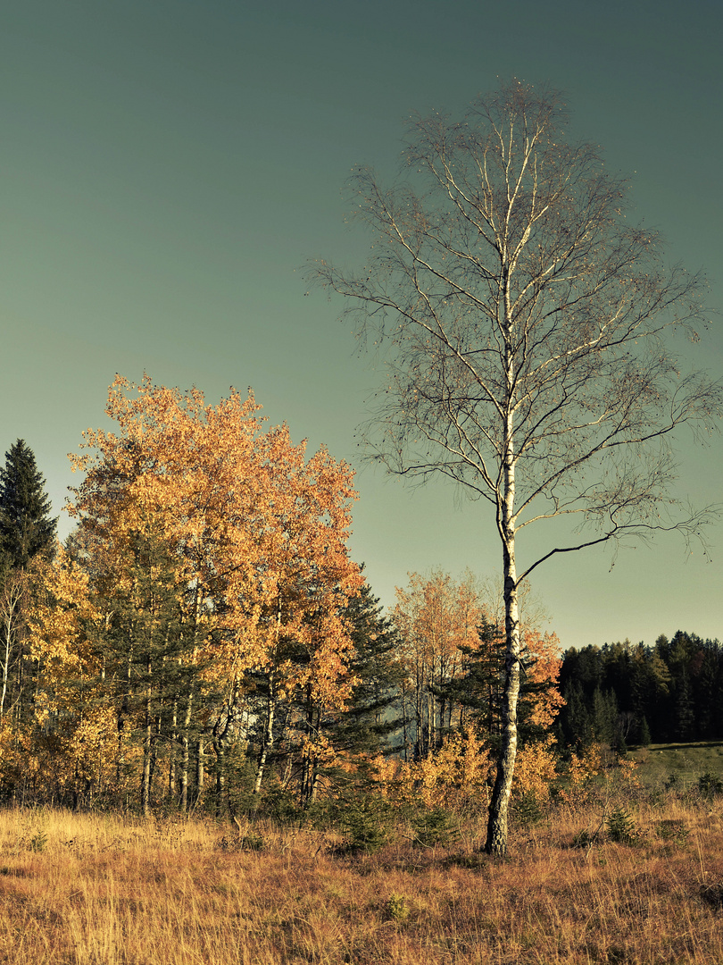 Hochmoor-Ödensee