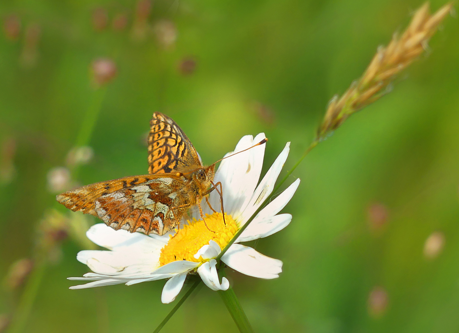 Hochmoor Perlmutterfalter