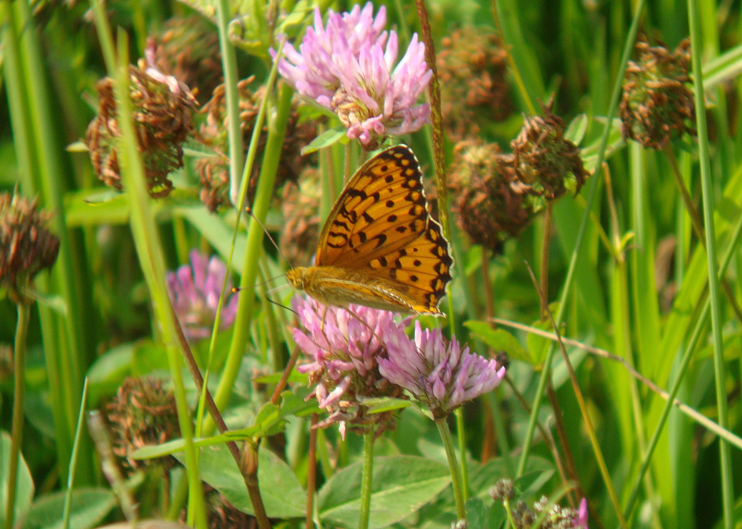 Hochmoor-Perlmutterfalter