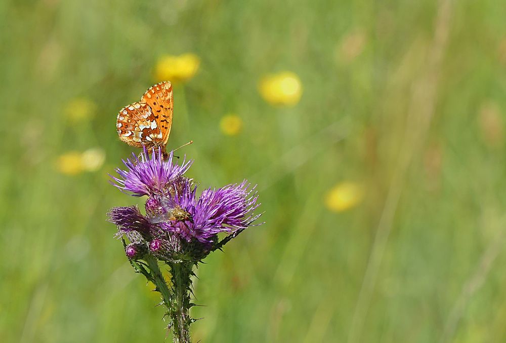 Hochmoor-Perlmutterfalter