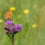 Hochmoor-Perlmutterfalter