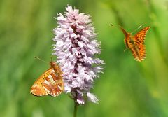 Hochmoor Perlmutterfalter