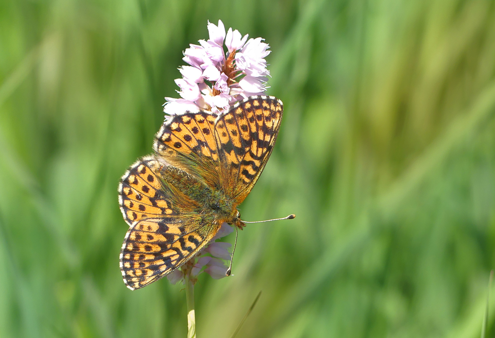 Hochmoor Perlmutterfalter