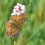 Hochmoor Perlmutterfalter