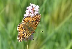 Hochmoor Perlmutterfalter