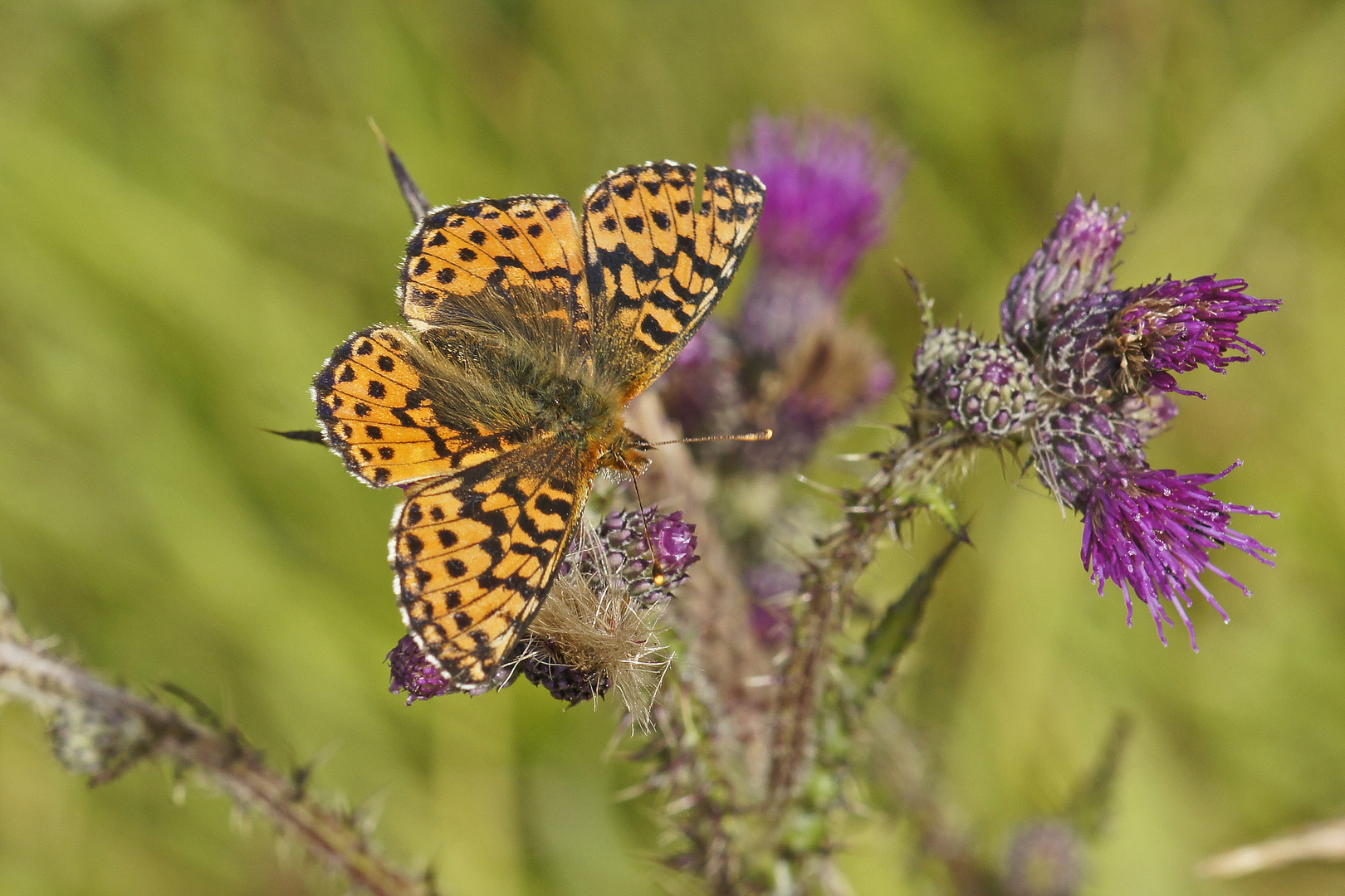 Hochmoor-Perlmutterfalter (Boloria aquilonaris)