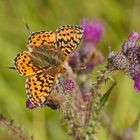 Hochmoor-Perlmutterfalter (Boloria aquilonaris)