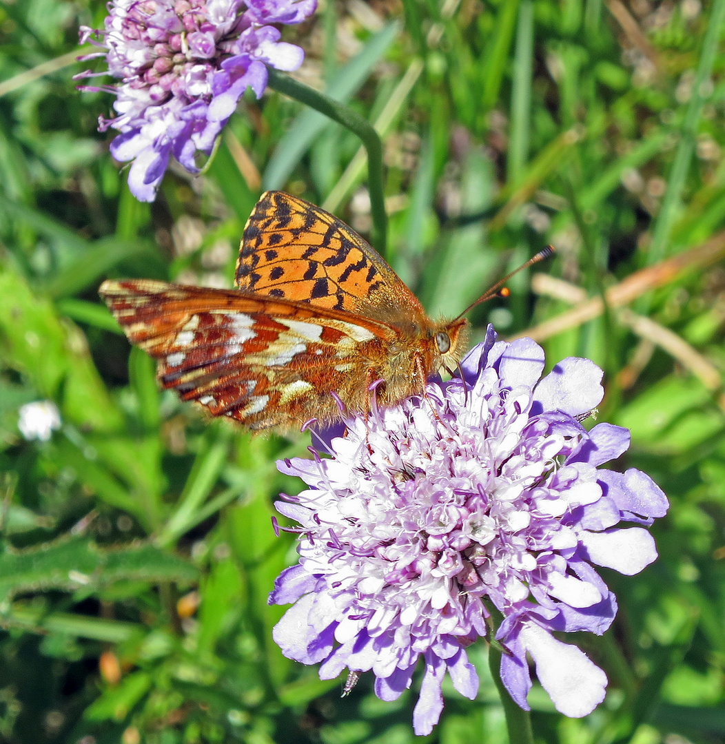 Hochmoor-Perlmutterfalter (Boloria aquilonaris)