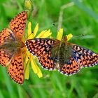 Hochmoor-Perlmutterfalter (Boloria aquilonaris)