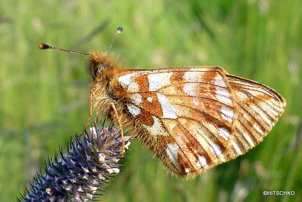 Hochmoor-Perlmutterfalter (Boloria aquilonaris)