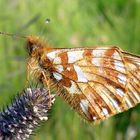 Hochmoor-Perlmutterfalter (Boloria aquilonaris)