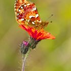 Hochmoor-Perlmutterfalter (Boloria aquilonaris)