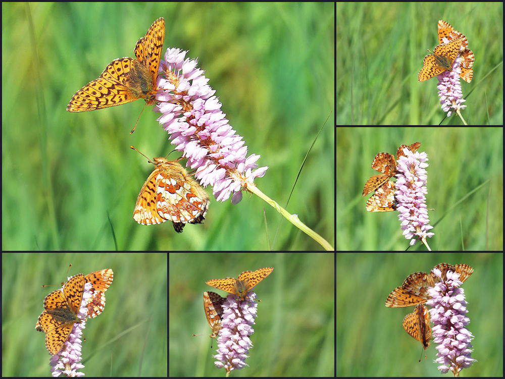 Hochmoor-Perlmutterfalter-Collage