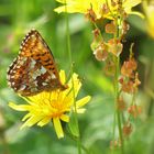 Hochmoor Perlmutterfalter für Peter Butterfly