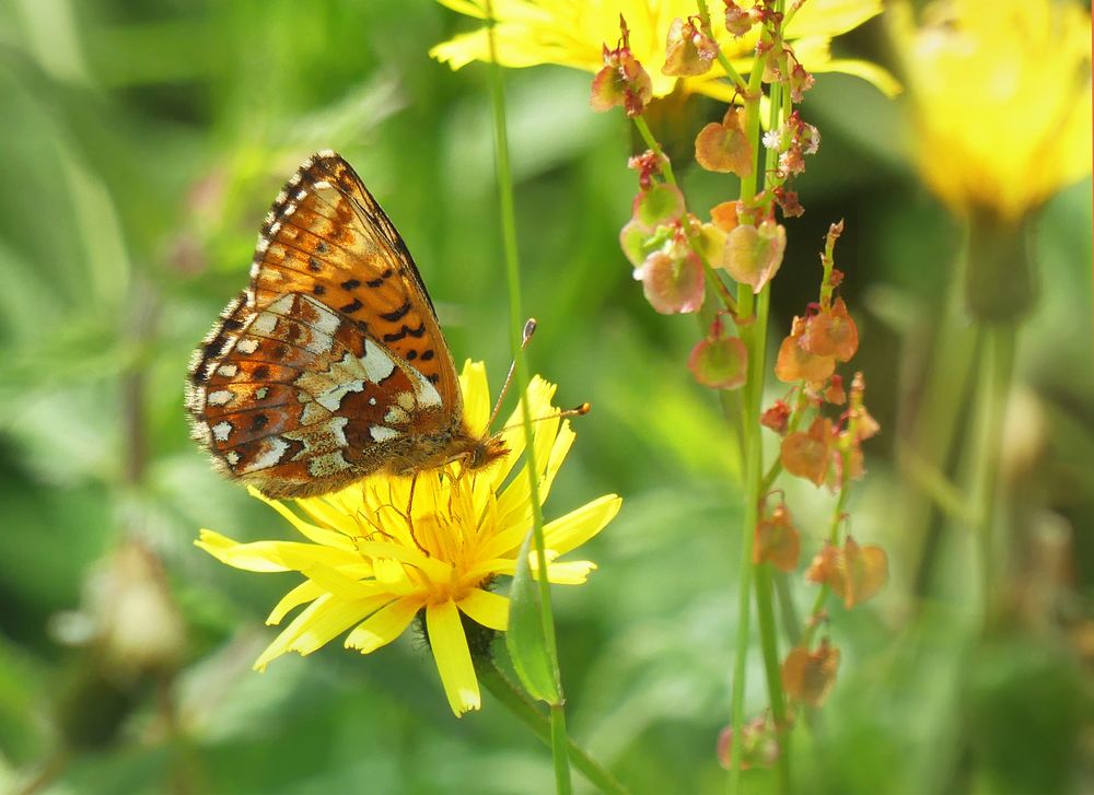 Hochmoor Perlmutterfalter für Peter Butterfly