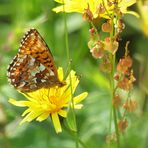 Hochmoor Perlmutterfalter für Peter Butterfly