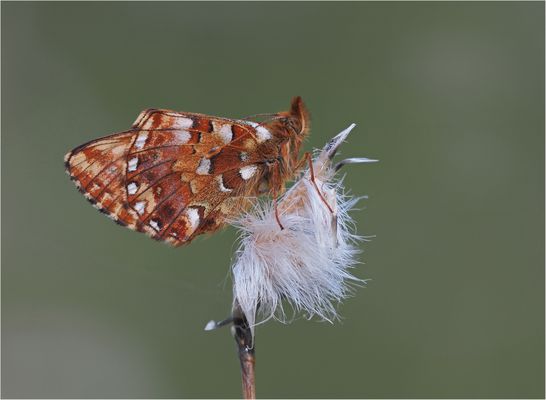 Hochmoor-Perlmuttfalter
