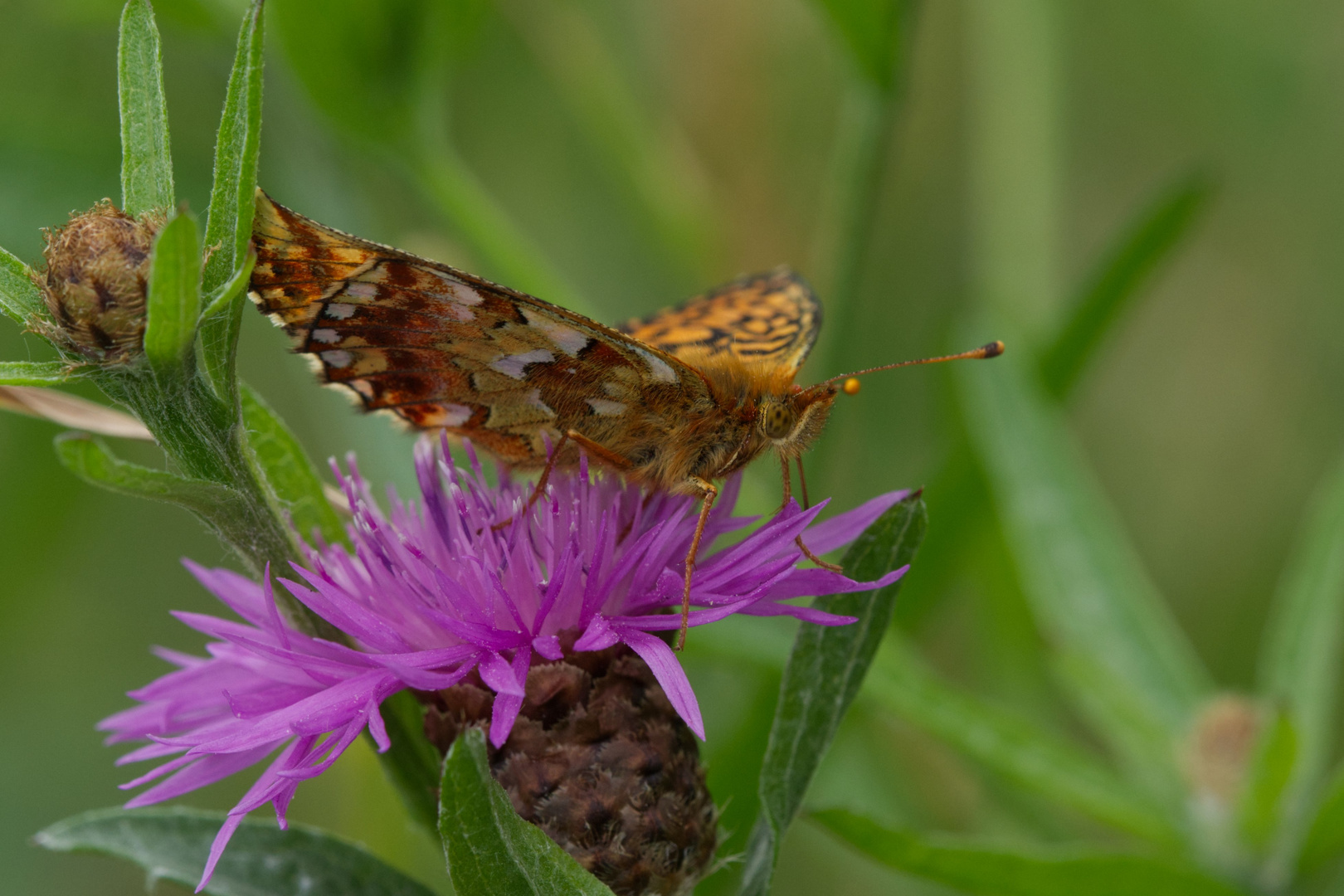 Hochmoor Perlmuttfalter