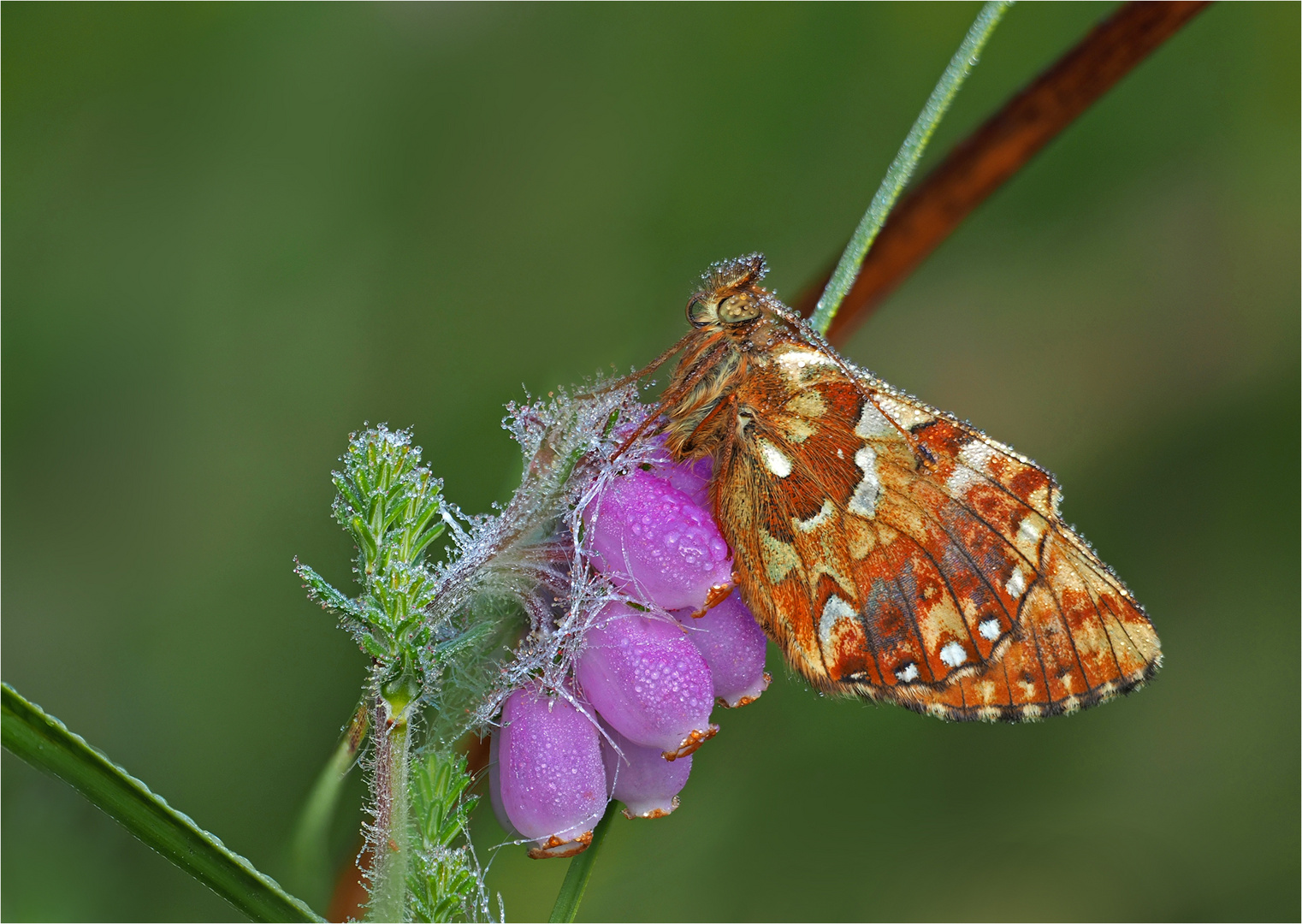 Hochmoor-Perlmuttfalter