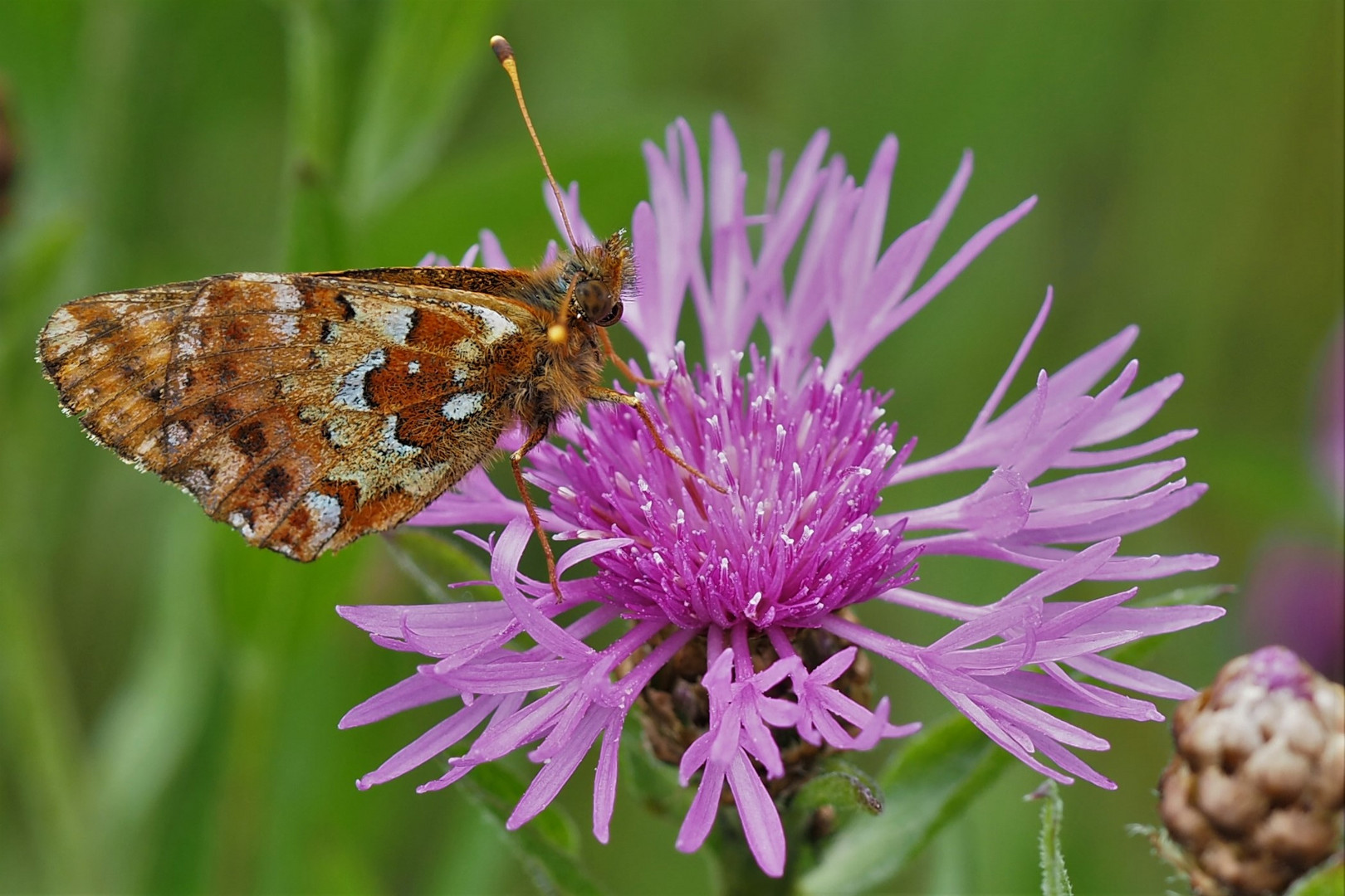  Hochmoor Perlmuttfalter 