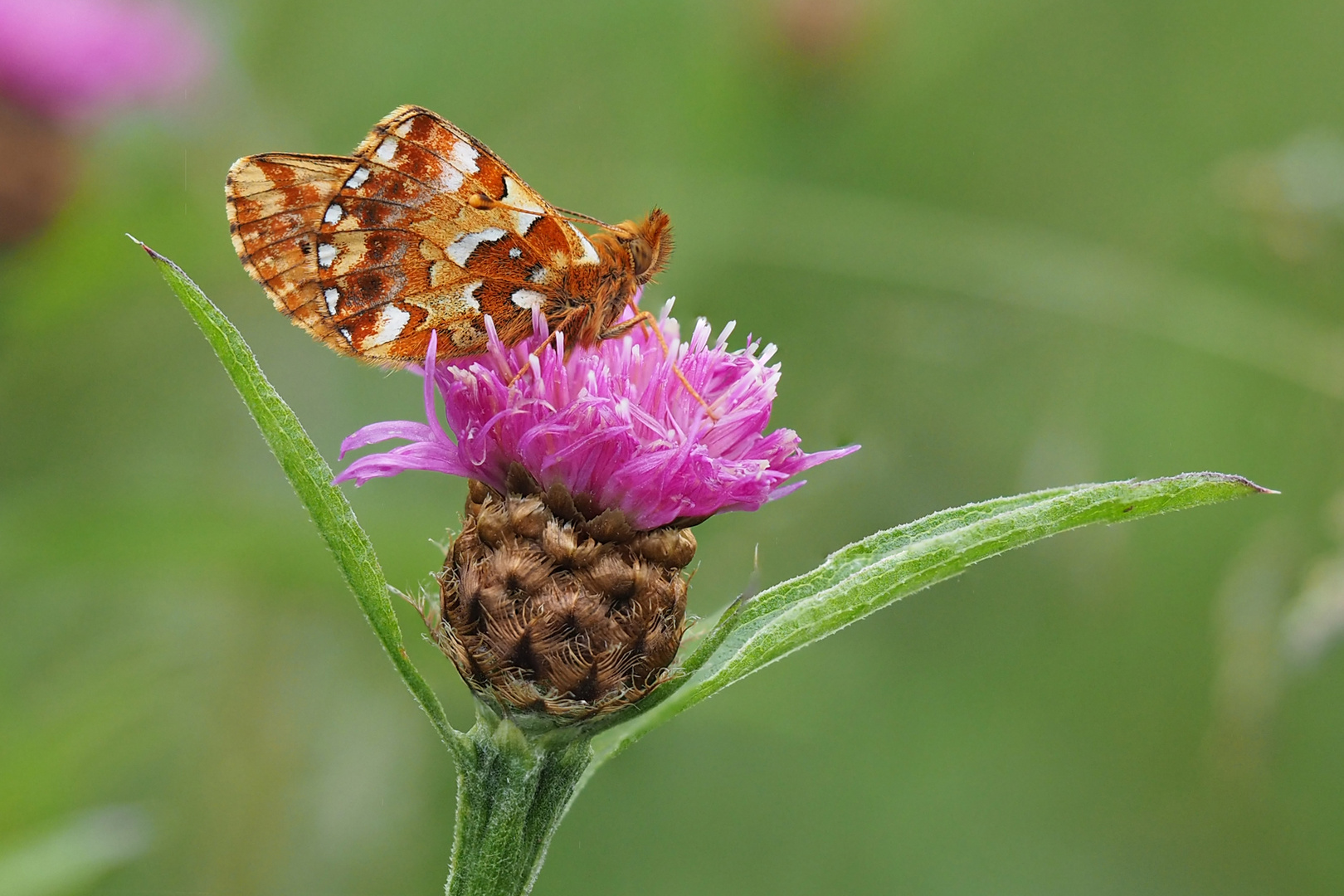 Hochmoor - Perlmuttfalter (Boloria aquilonaris)