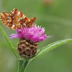 Hochmoor - Perlmuttfalter (Boloria aquilonaris)