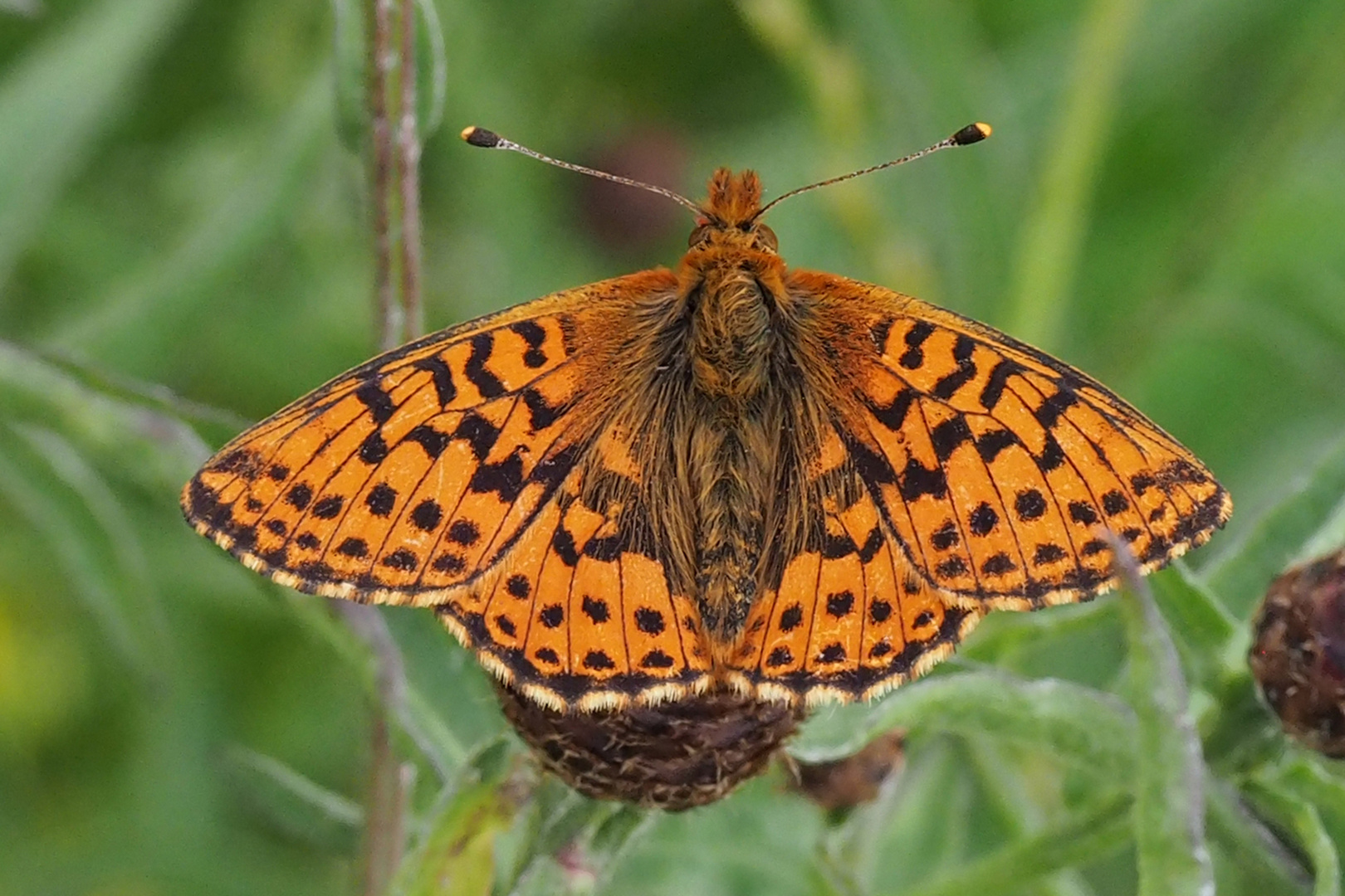 Hochmoor- Perlmuttfalter (Boloria aquilonaris)