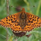 Hochmoor- Perlmuttfalter (Boloria aquilonaris)