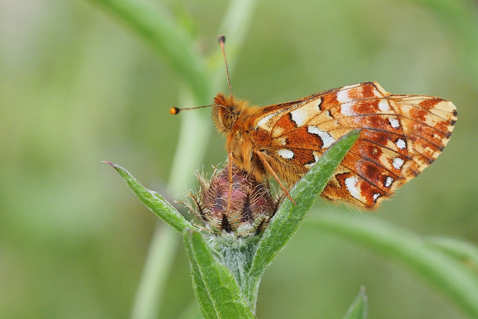 Hochmoor Perlmuttfalter (Boloria aquilonaris)