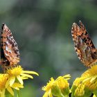 Hochmoor - Perlmuttfalter ( Boloria aquilonaris )