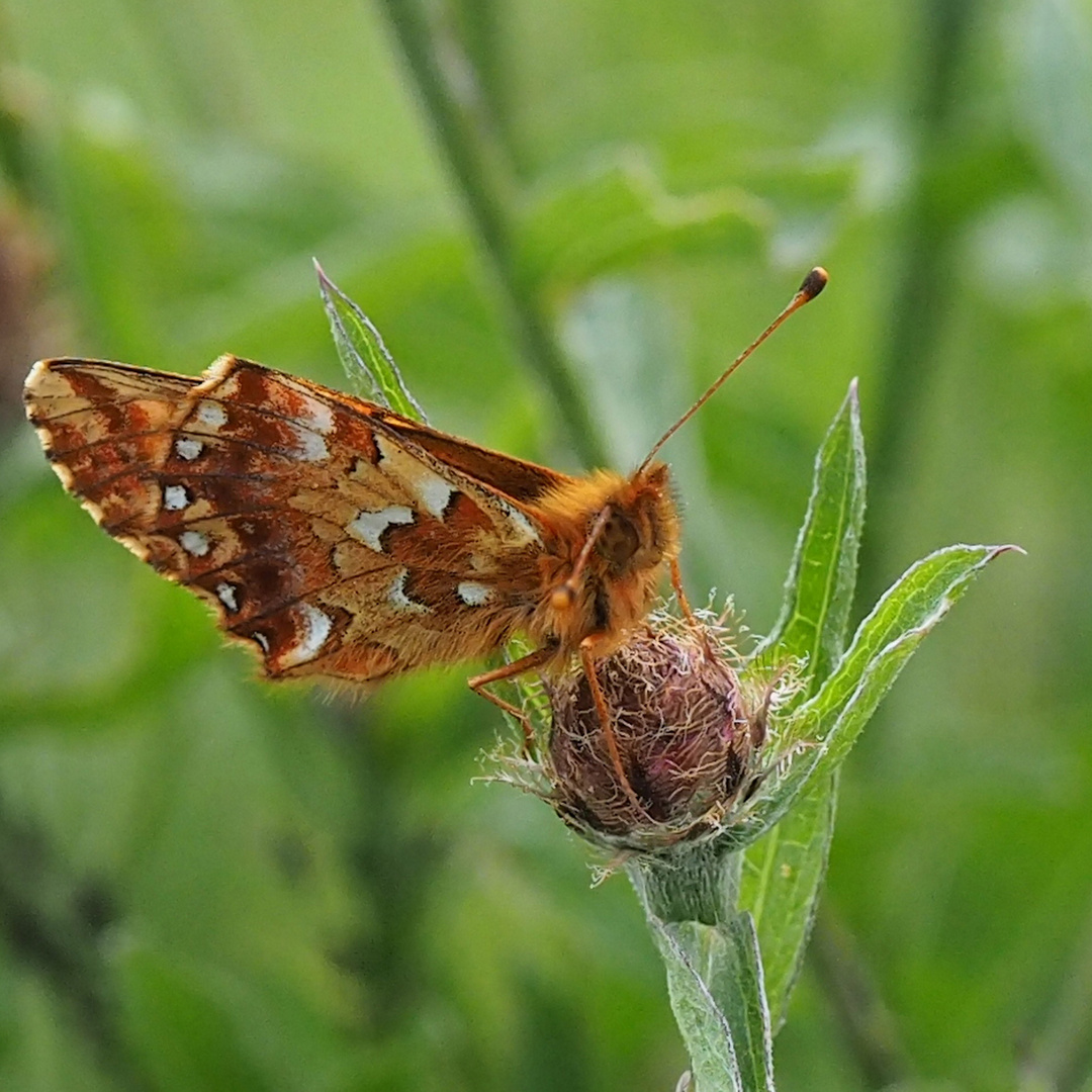 Hochmoor Perlmuttfalter (Boloria aquilonaris)