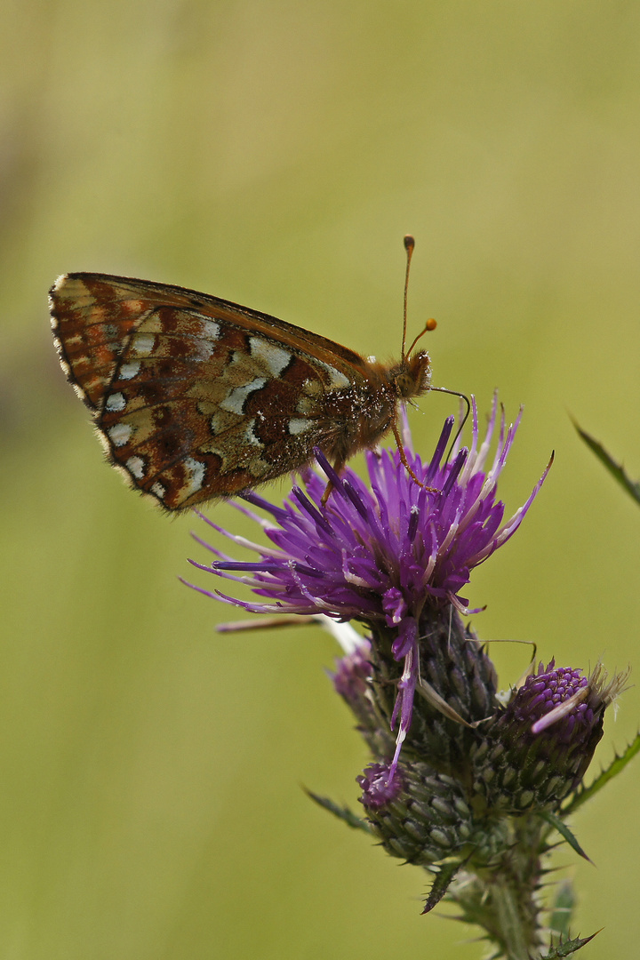 Hochmoor-Perlmuttfalter (Boloria aquilonaris)