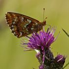 Hochmoor-Perlmuttfalter (Boloria aquilonaris)