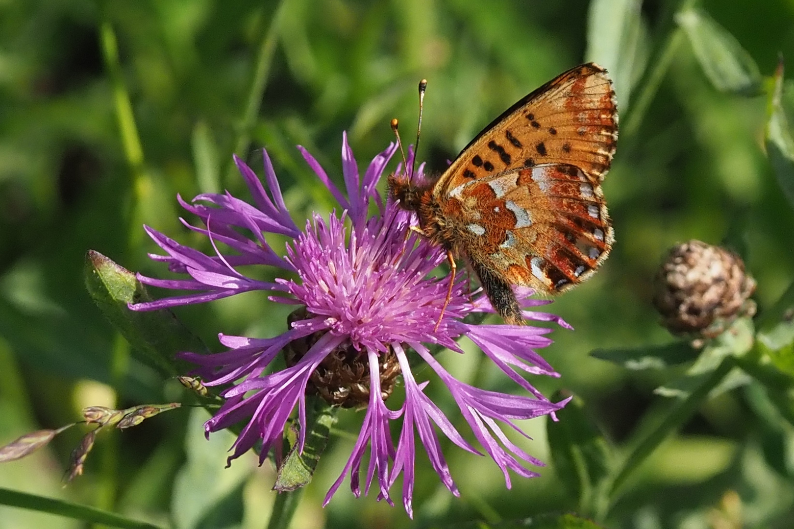 Hochmoor Perlmuttfalter