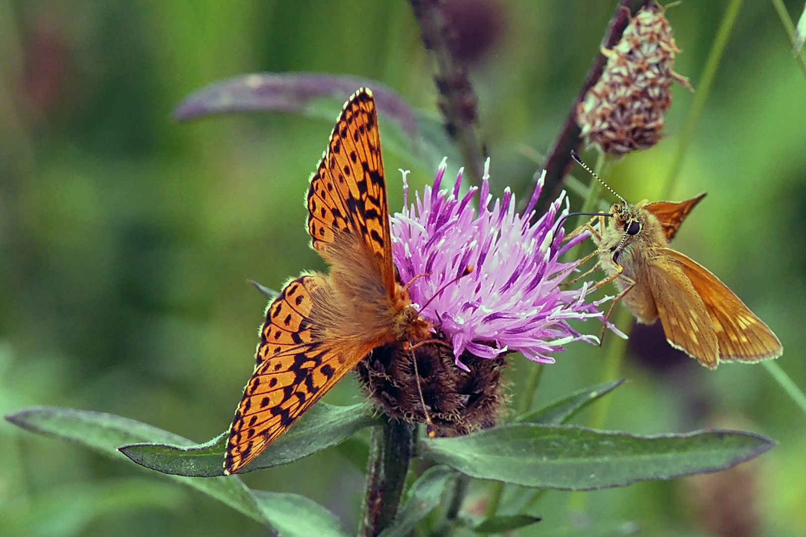 Hochmoor Perlmuttfalter und Rostfarbiger Dickkopffalter auf Wiesen Flockenblume