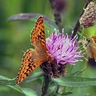 Hochmoor Perlmuttfalter und Rostfarbiger Dickkopffalter auf Wiesen Flockenblume