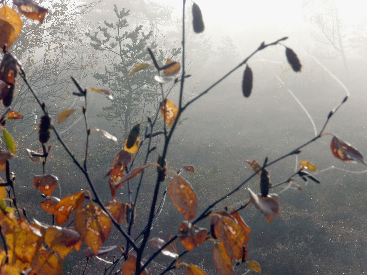 Hochmoor: schwarzes Moor - im Herbst