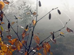 Hochmoor: schwarzes Moor - im Herbst
