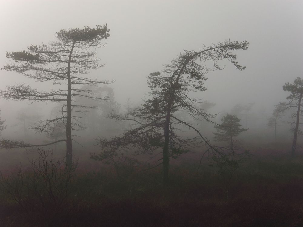Hochmoor: schwarzes Moor:: Moorkiefern im Nebel