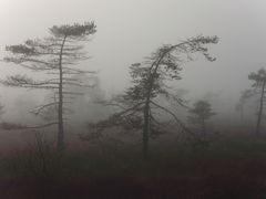 Hochmoor: schwarzes Moor:: Moorkiefern im Nebel